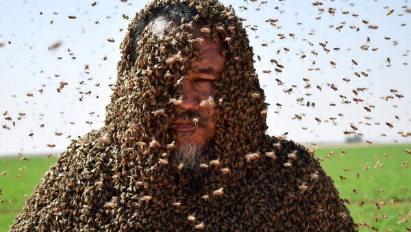 A Saudi man with his body covered with bees poses for a picture in Tabuk - Sputnik Afrique