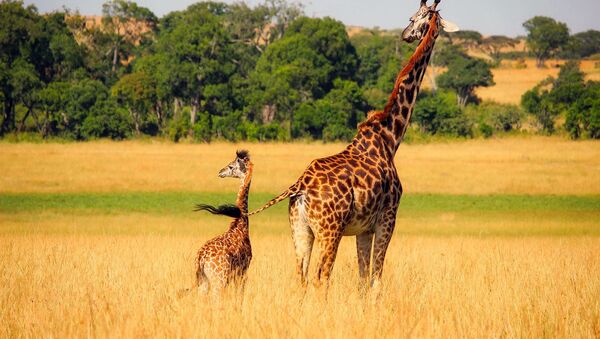 girafe - Sputnik Afrique