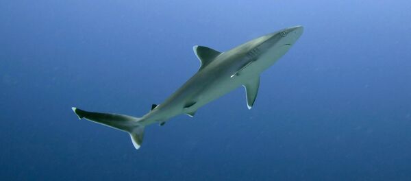 Un requin - Sputnik Afrique