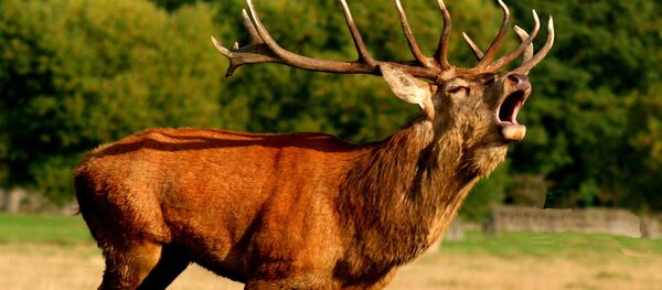 Un cerf - Sputnik Afrique