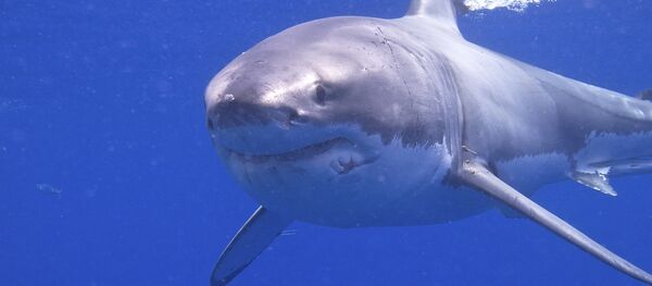 Great White Shark - Sputnik Afrique