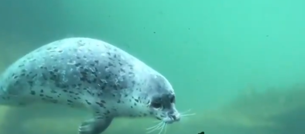 A Whole New World: Pacific Harbor Seal Meets Butterfly - Sputnik Afrique