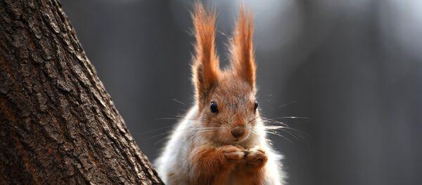 Un écureuil - Sputnik Afrique