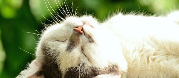 chat - Sputnik Afrique