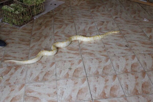 Dans ce village d’Égypte, on chasse et on élève des serpents venimeux depuis 300 ans  - Sputnik Afrique