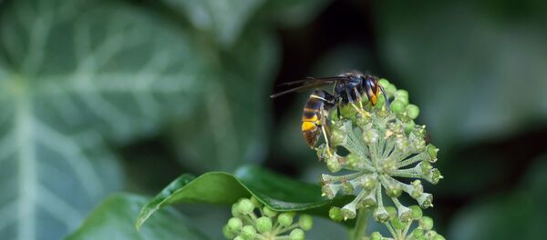 Frelon asiatique Frelon asiatique - Sputnik Afrique