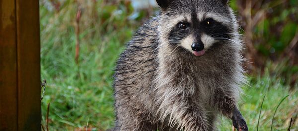 Un raton (image d'illustration) - Sputnik Afrique