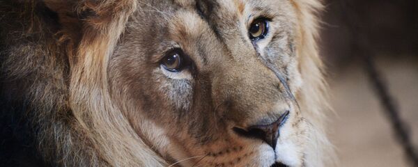 Un lion - Sputnik Afrique