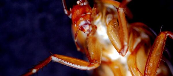 Un cafard - Sputnik Afrique