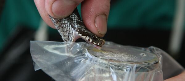 Une vipère - Sputnik Afrique