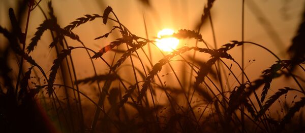 Уборка урожая зерновых в Новосибирской области - Sputnik Afrique