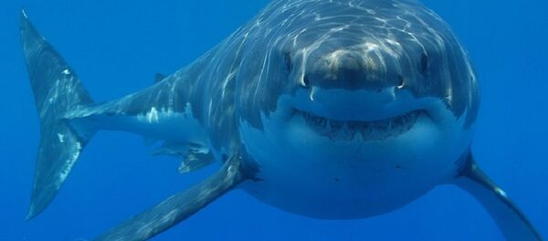 requin blanc - Sputnik Afrique