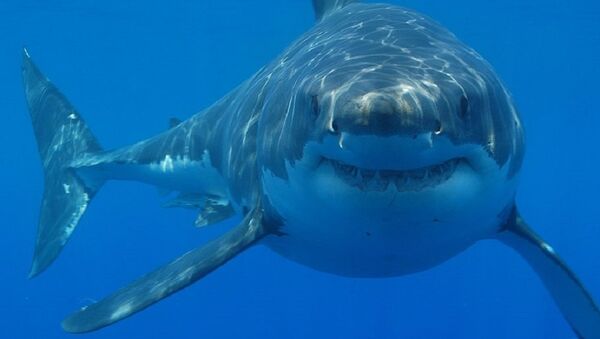 Great white shark (Carcharodon carcharias) off South Africa - Sputnik Afrique