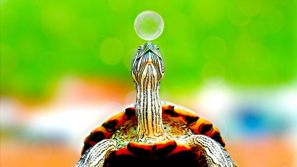 Una tortuga, imagen referencial - Sputnik Afrique
