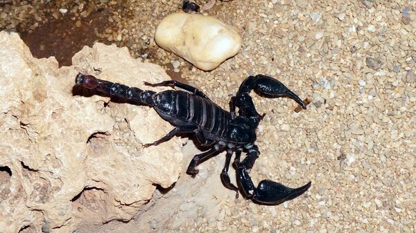 Un scorpion, image d'illustration - Sputnik Afrique