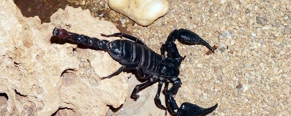 un scorpion un scorpion - Sputnik Afrique
