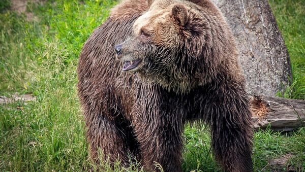 bUn ours grizzli (image d'illustration) - Sputnik Afrique