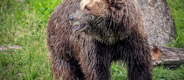 bUn ours grizzli (image d'illustration) - Sputnik Afrique