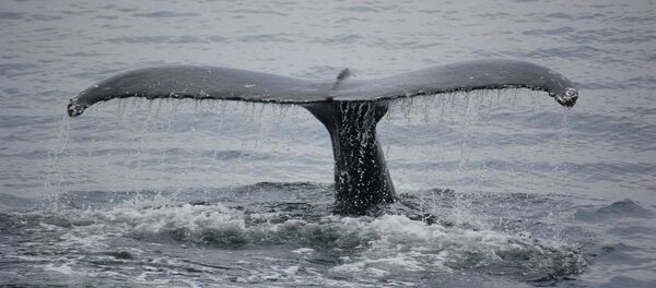 un poisson - Sputnik Afrique