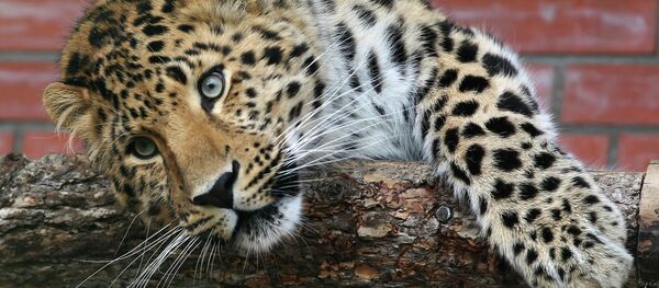 Une panthère de Chine dans un centre d'élevage da la région de Moscou - Sputnik Afrique