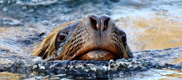 Un phoque - Sputnik Afrique