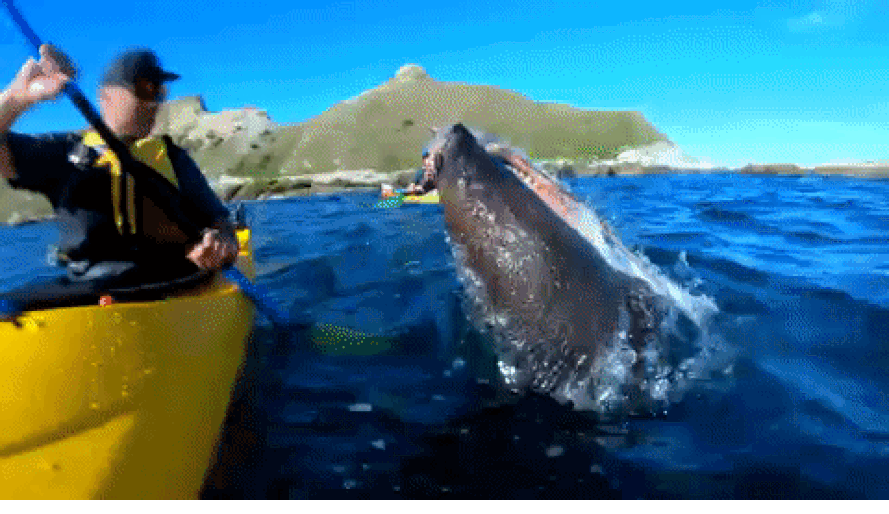 Un phoque - Sputnik Afrique