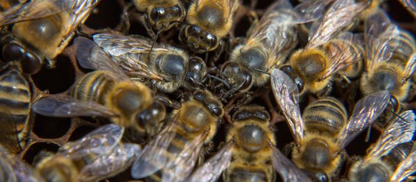 Des abeilles Des abeilles - Sputnik Afrique