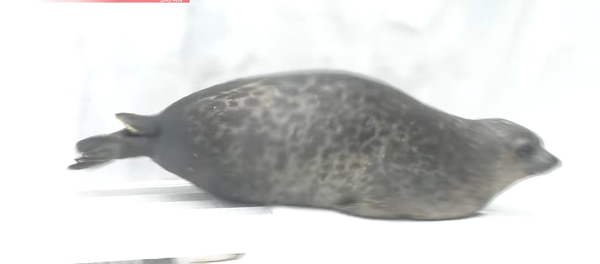 phoque - Sputnik Afrique