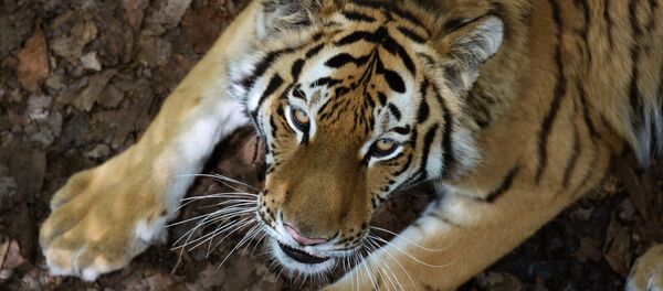 Tigre de Sibérie - Sputnik Afrique