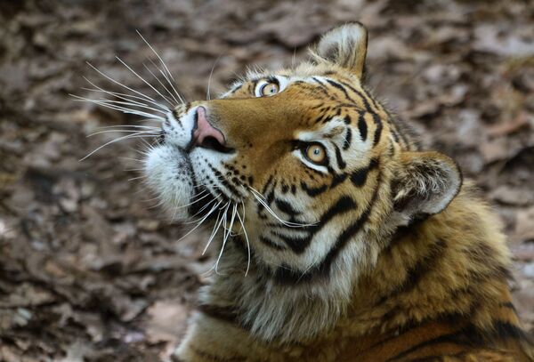 Un tigre de l'Amour - Sputnik Afrique