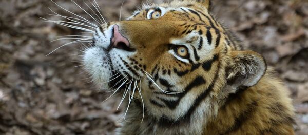 Un tigre Un tigre - Sputnik Afrique