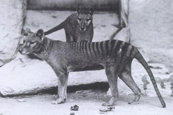 Thylacine Thylacine - Sputnik Afrique