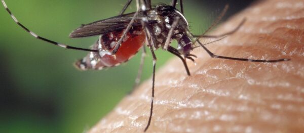 moustique - Sputnik Afrique