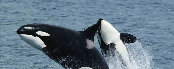 Orques - Sputnik Afrique