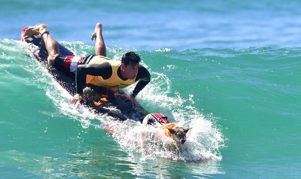 Les compétitions de chiens surfeurs en Californie - Sputnik Afrique