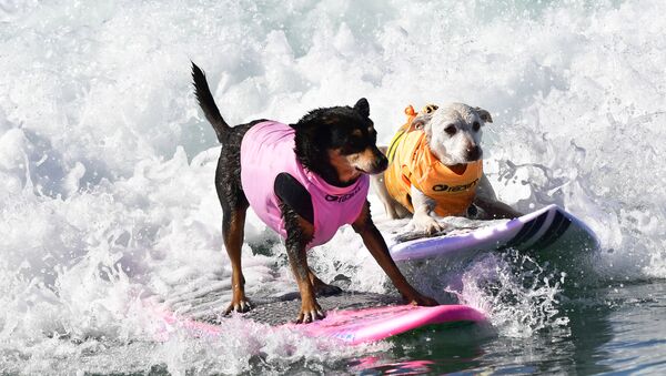 Les compétitions de chiens surfeurs en Californie - Sputnik Afrique