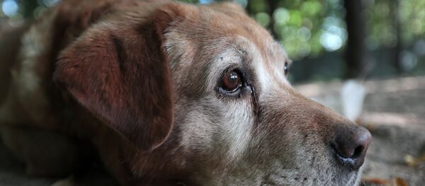 Un chien - Sputnik Afrique