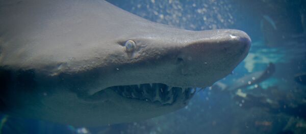 Un requin-tigre - Sputnik Afrique