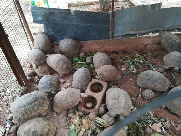 Un habitant d'Alep recueille chez lui des dizaines de tortues - Sputnik Afrique