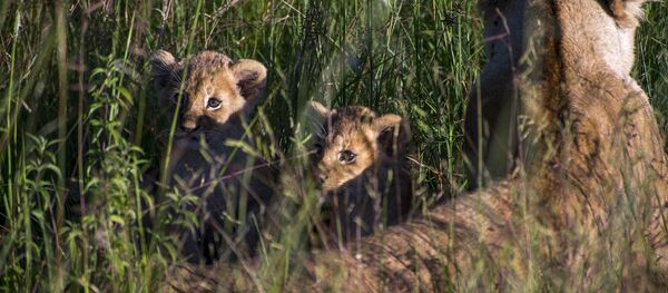lions - Sputnik Afrique