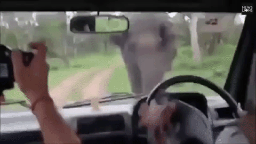 Un éléphant - Sputnik Afrique