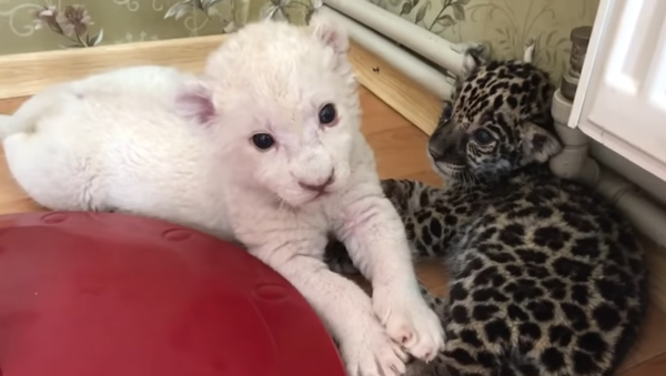 Ces adorables bébés lion et jaguar jouent ensemble - Sputnik Afrique
