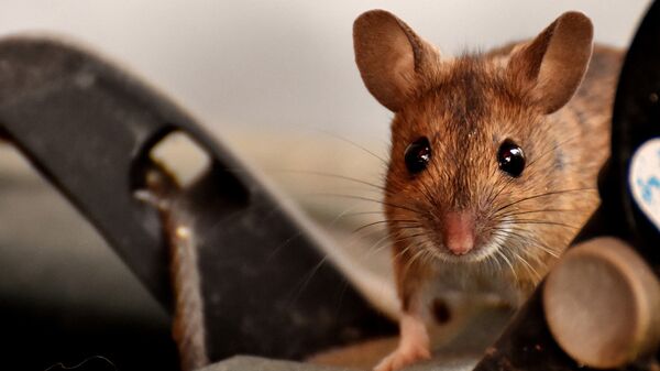 Le potentiel caché de régénération tissulaire découvert chez les souris africaines