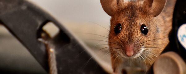 souris - Sputnik Afrique