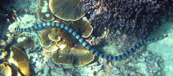 Un serpent de mer - Sputnik Afrique