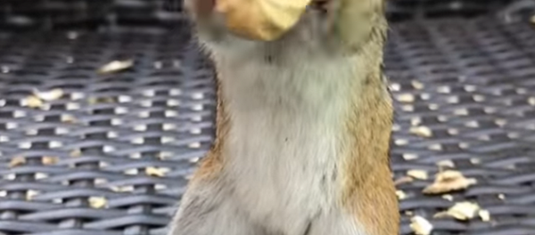 Van Gogh qui aime trop les noix - Sputnik Afrique