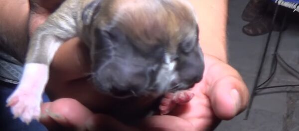 Two-headed puppy - Sputnik Afrique