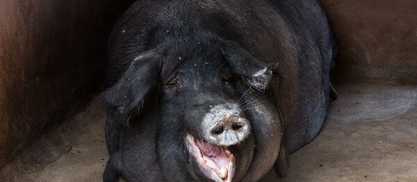 un porc noir - Sputnik Afrique