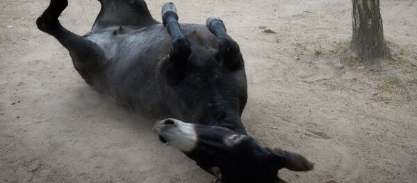 Un âne - Sputnik Afrique