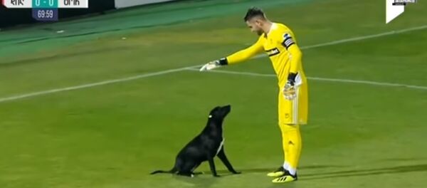 Les chiens eux aussi veulent jouer au foot! - Sputnik Afrique